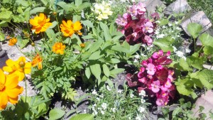 Vis Garden "bloom in the garden..."