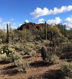 Follow me to the desert... Photo by Jody Johnson